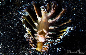 Haig's Porcelain Crab/Photographed with a Canon 60 mm mac... by Laurie Slawson 